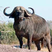 I TRACKED DOWN: The Big Five in the African bush
