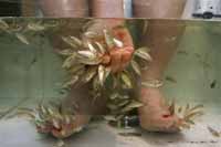 I FED: My feet to fish