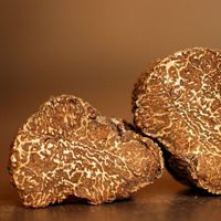 Pursuits: Mad about Truffles