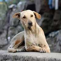 We must find a solution that is humane but still works