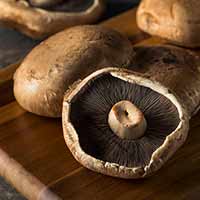 Magic Mushroom